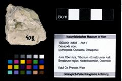 Foto (Objekt + Etikett) von Decapoda indet.  (NHMW-GEO-1990-0041-0408)